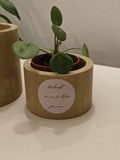Betonlook bloempotje met plantje