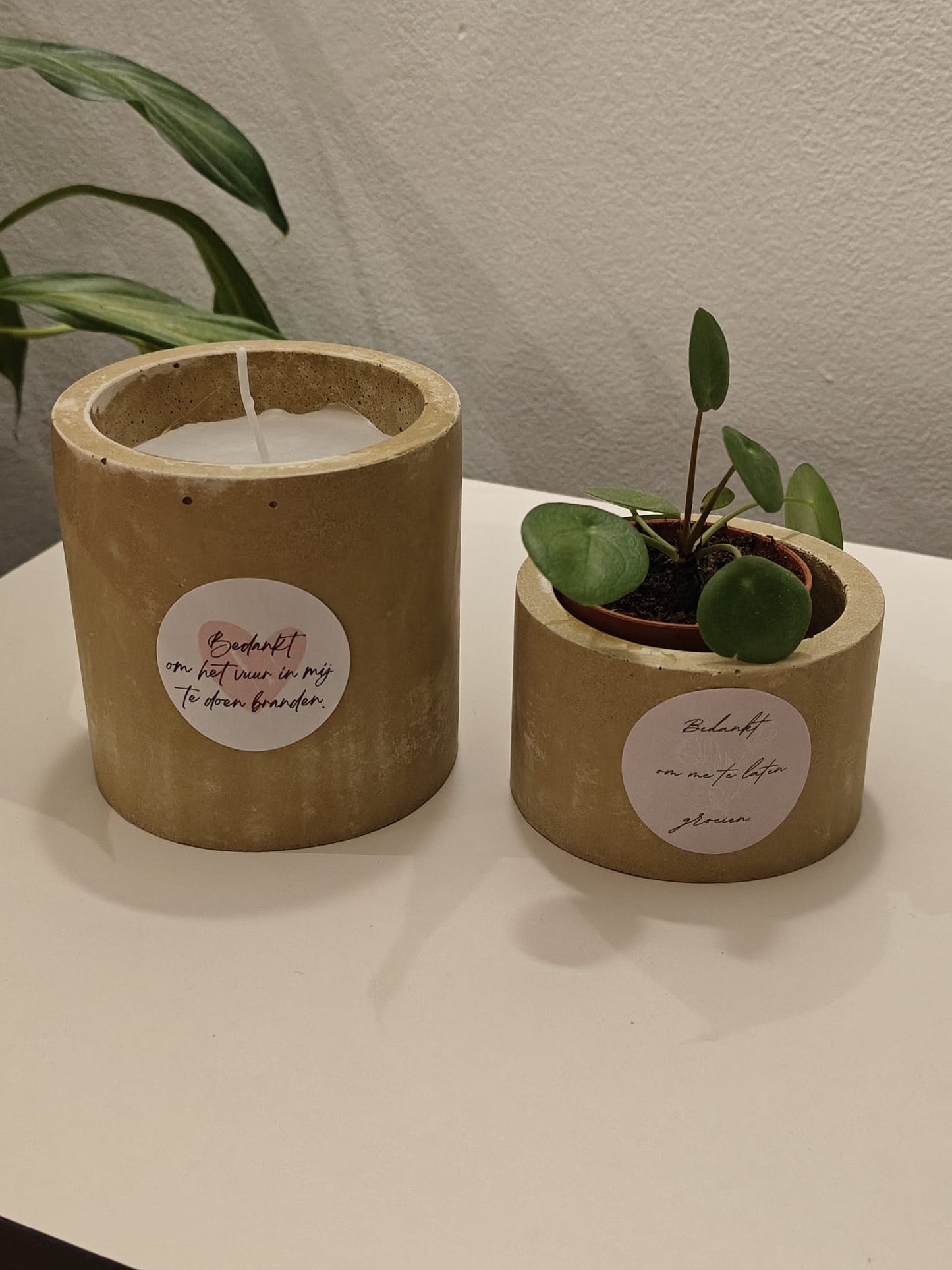 Betonlook bloempotje met plantje
